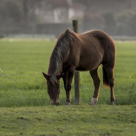 Agriturismo Al Botteniga Treviso Dış mekan fotoğraf