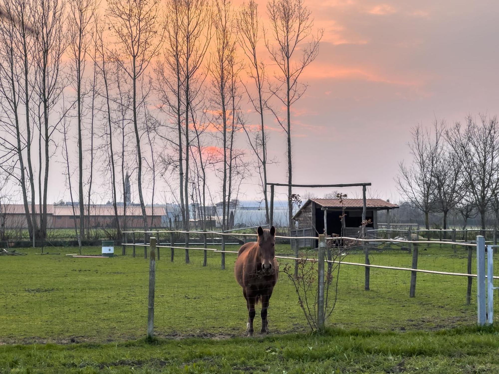 Agriturismo Al Botteniga Treviso Dış mekan fotoğraf